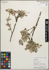 Foto von Salix glauca L.